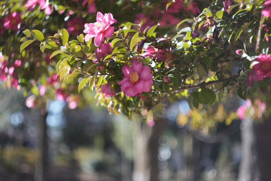 Helios44-2 58mm f2 M42 Zeissの銘玉Biotarコピー - メルカリ