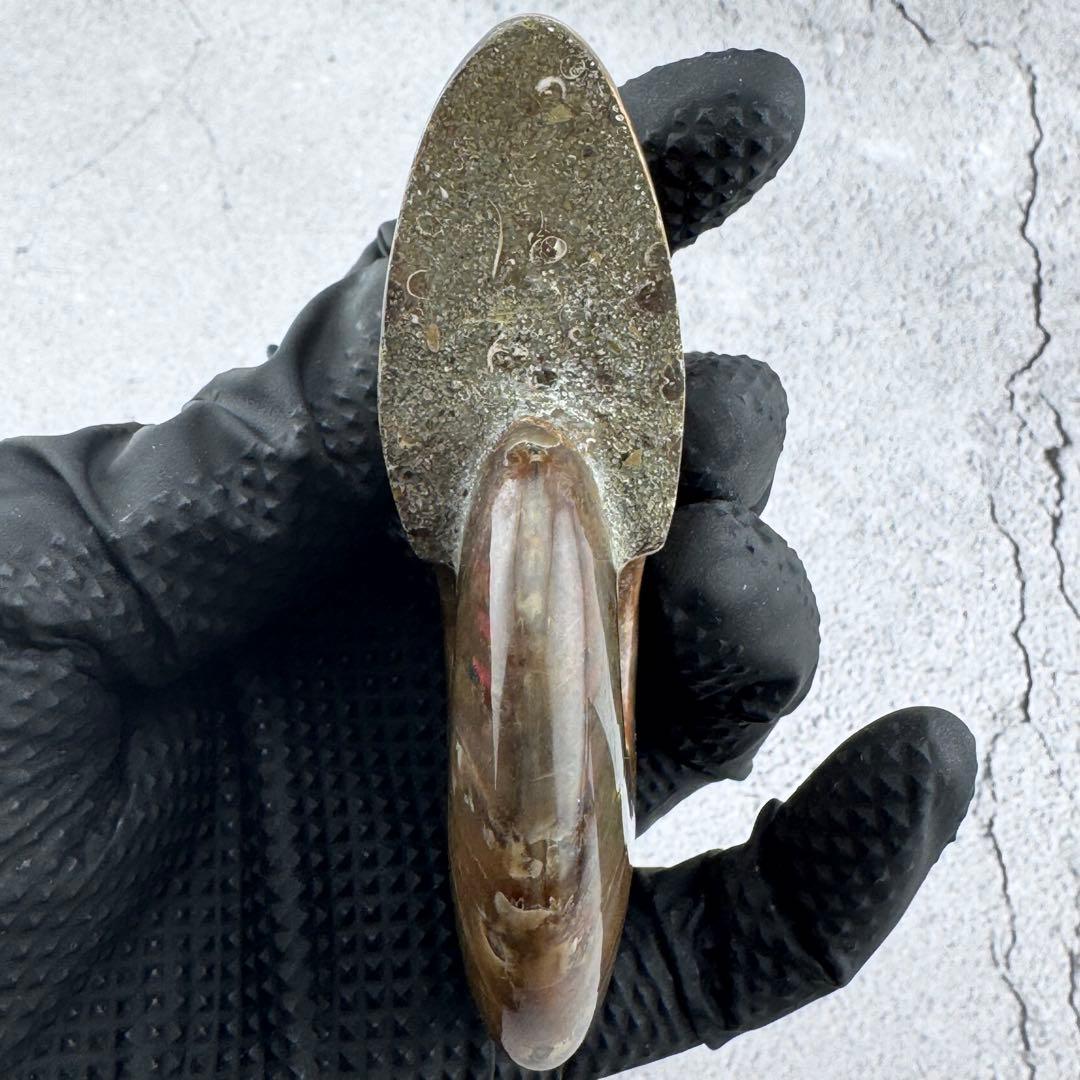 G-80天然アンモナイト原石 ファイアアンモナイト化石 天然石