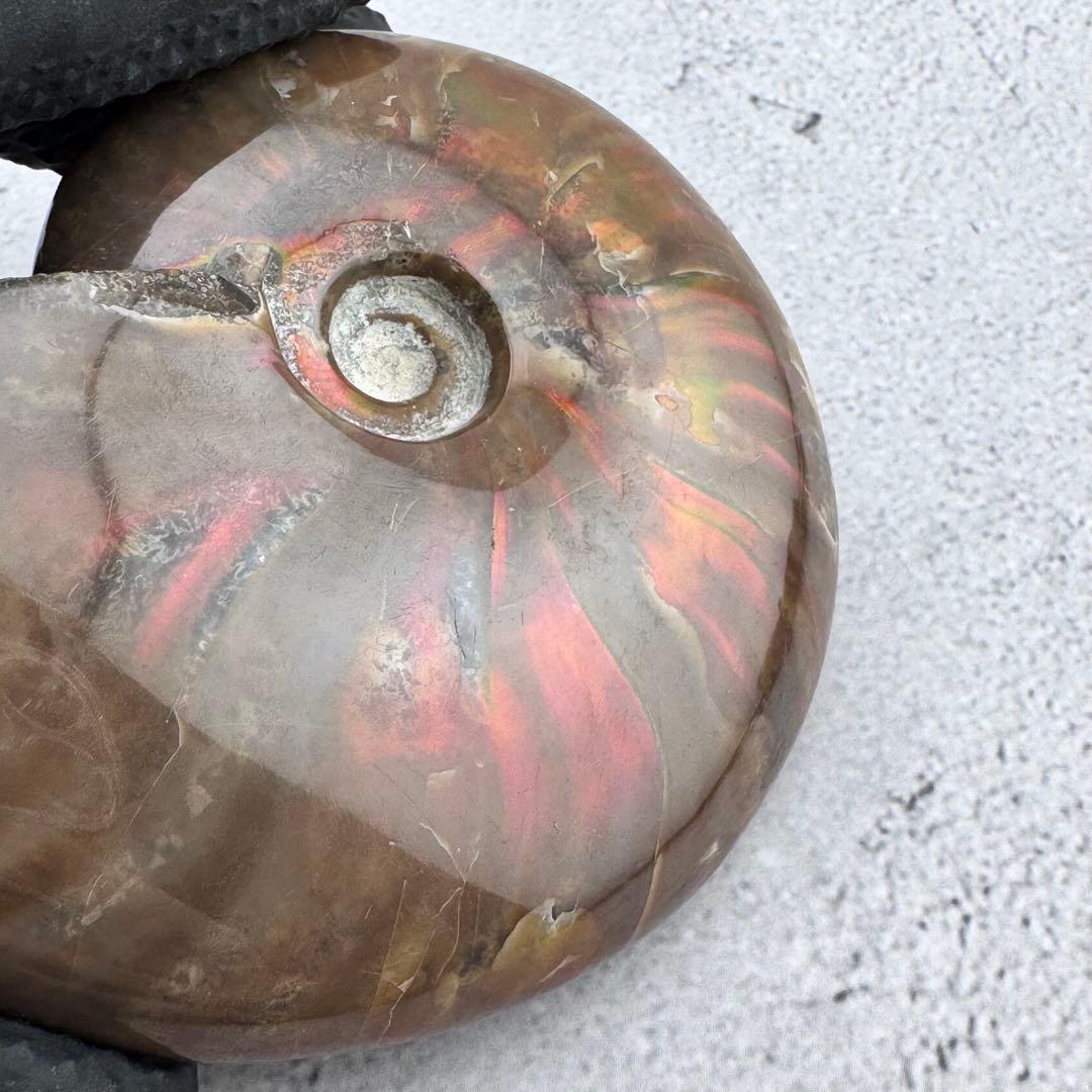 G-80天然アンモナイト原石 ファイアアンモナイト化石 天然石