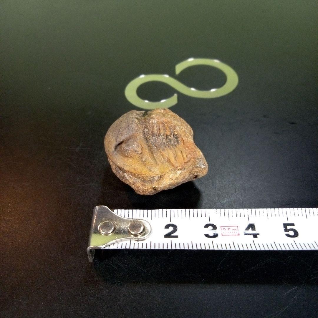 三葉虫 南米産 化石 fossil ボリビア産 trilobite 南米化石郡⑤