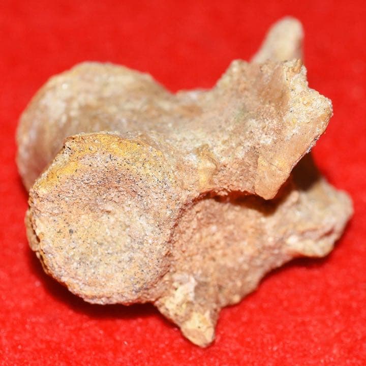 モロッコ産 ワニの椎骨化石 モロッコ産 ワニの椎骨化石 モロッコ産 ワニの