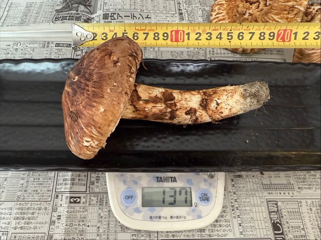 松茸 北海道 700g 訳あり ④