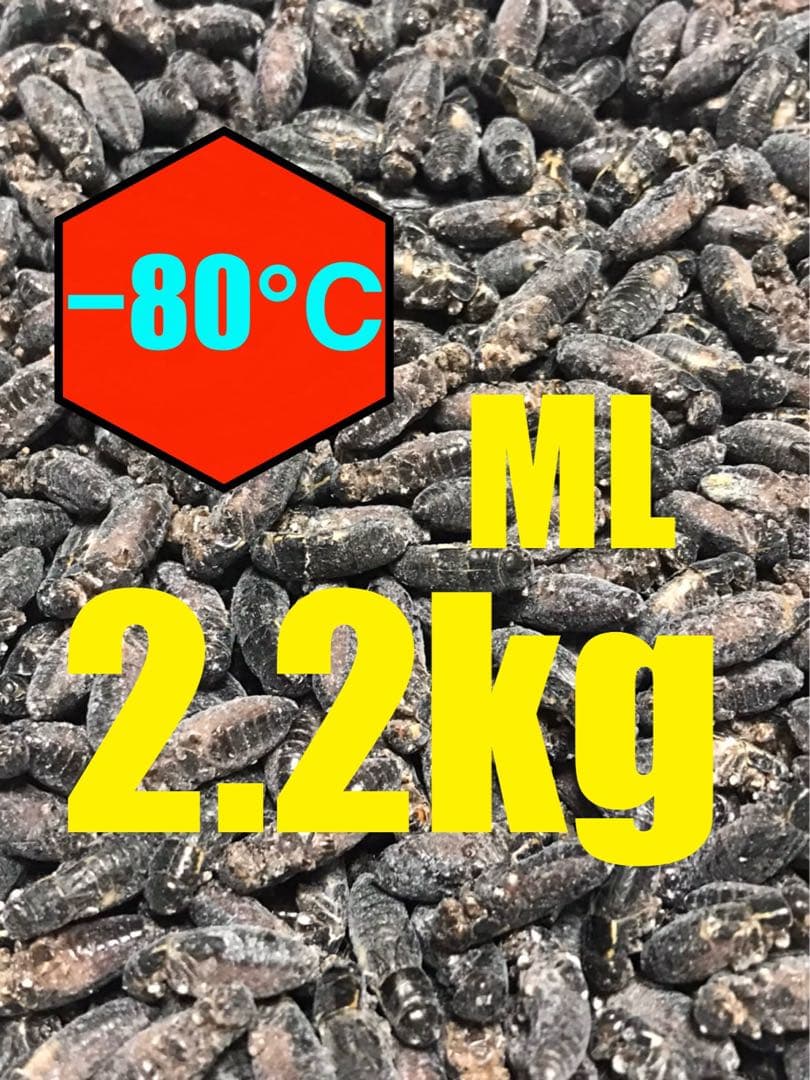 清潔コオロギ2.2kg 冷凍コオロギ MLサイズ クロコオロギ約2kg 清潔