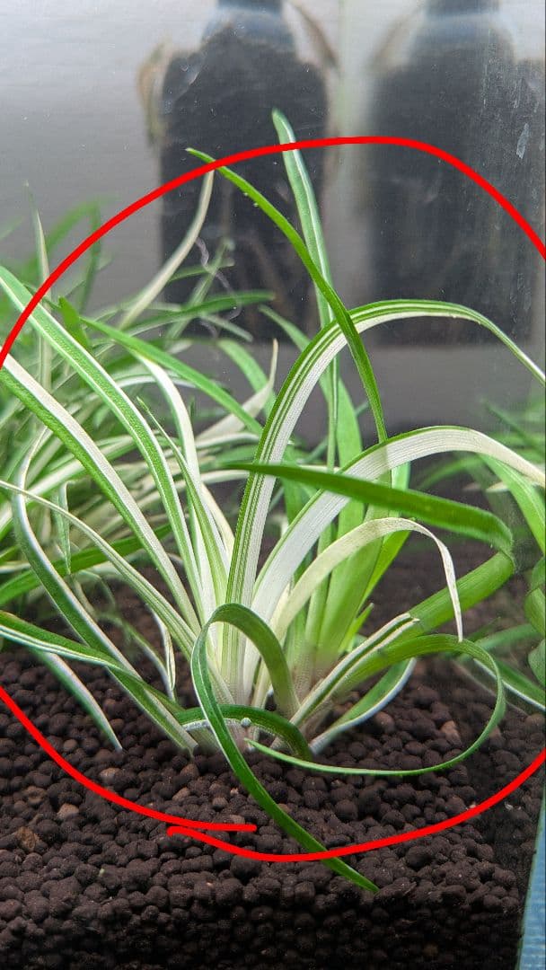 超希少】 ホシクサ・クチホワイト 水中葉2株 おまけ付き