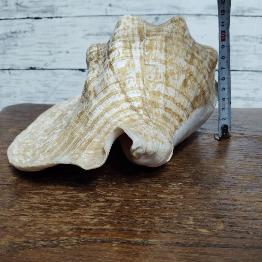 希少・大型29cm】ブラジル産 ホラガイ 貝殻 天然石 インテリア 標本