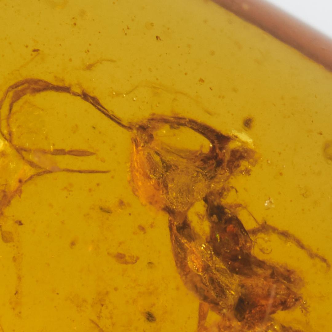 レア極上品 PA0098虫入り琥珀化石 ミャンマーカムティかタナイ9900万年