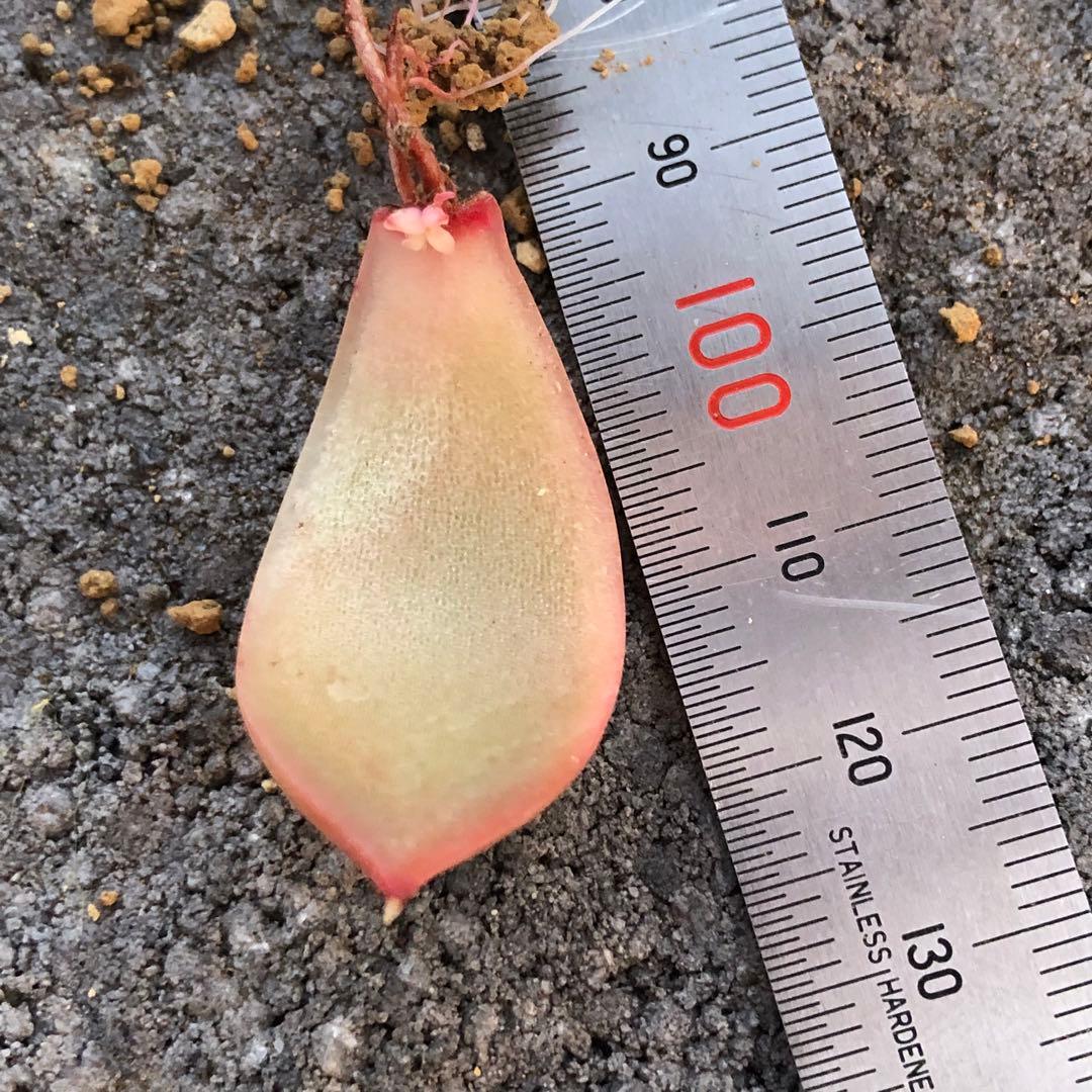 新品未使用】【匿名配送】シリカエナジー 50ml 4本