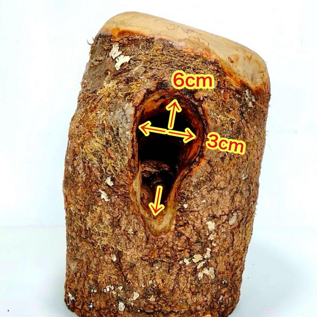 あ様 リクエスト 2点 まとめ商品 隠れ家 樹洞 クワリウム エサ皿