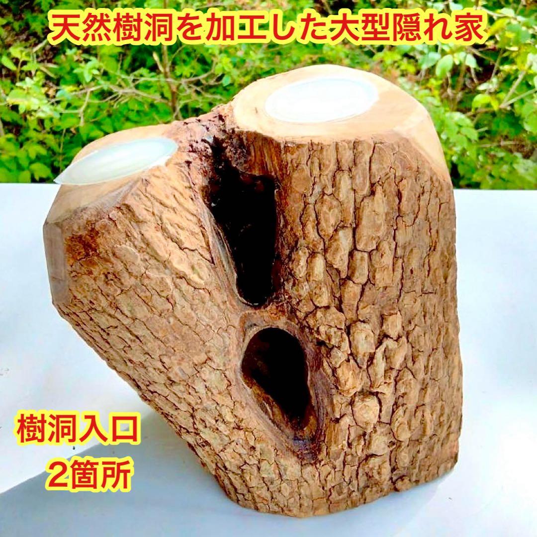 あ様 リクエスト 2点 まとめ商品 隠れ家 樹洞 クワリウム エサ皿