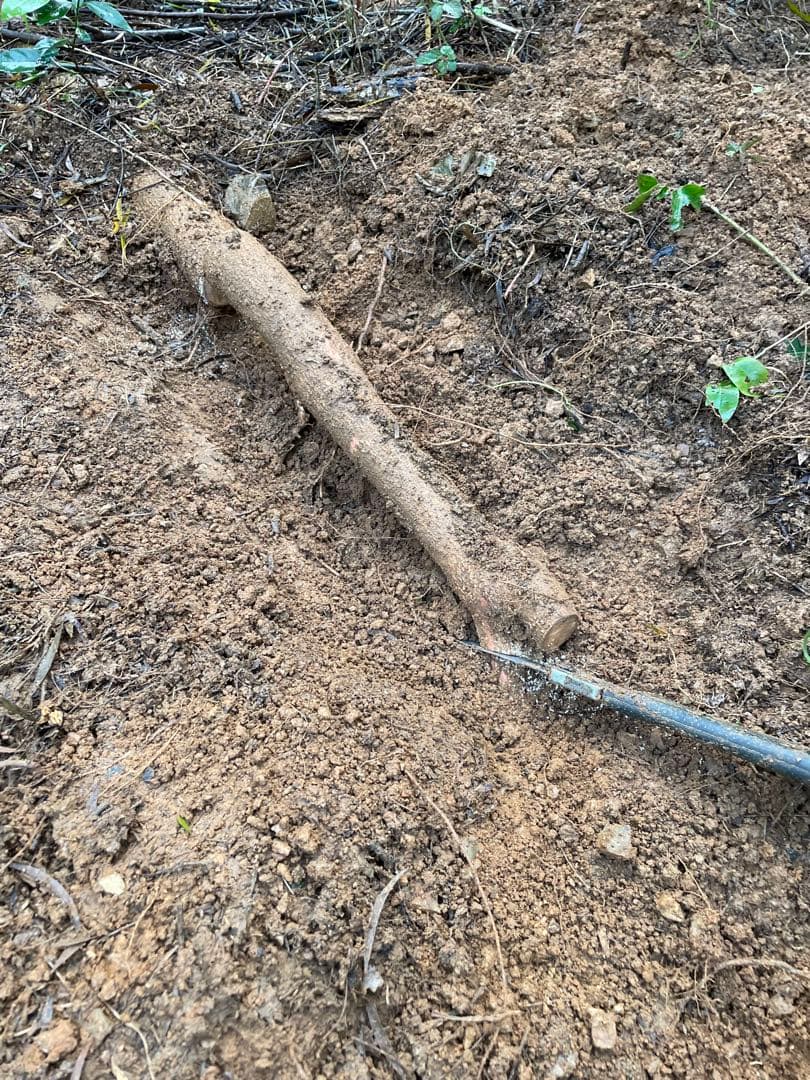 アカシア　Acacia ソウシジュ　相思樹　根皮100% 100g