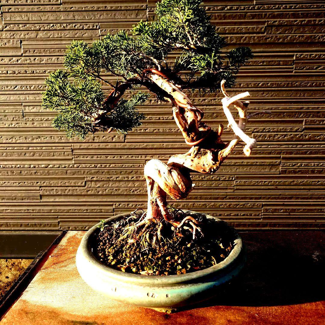 楽天市場】オープンラック 幅73の通販 フランダースの家具屋さん