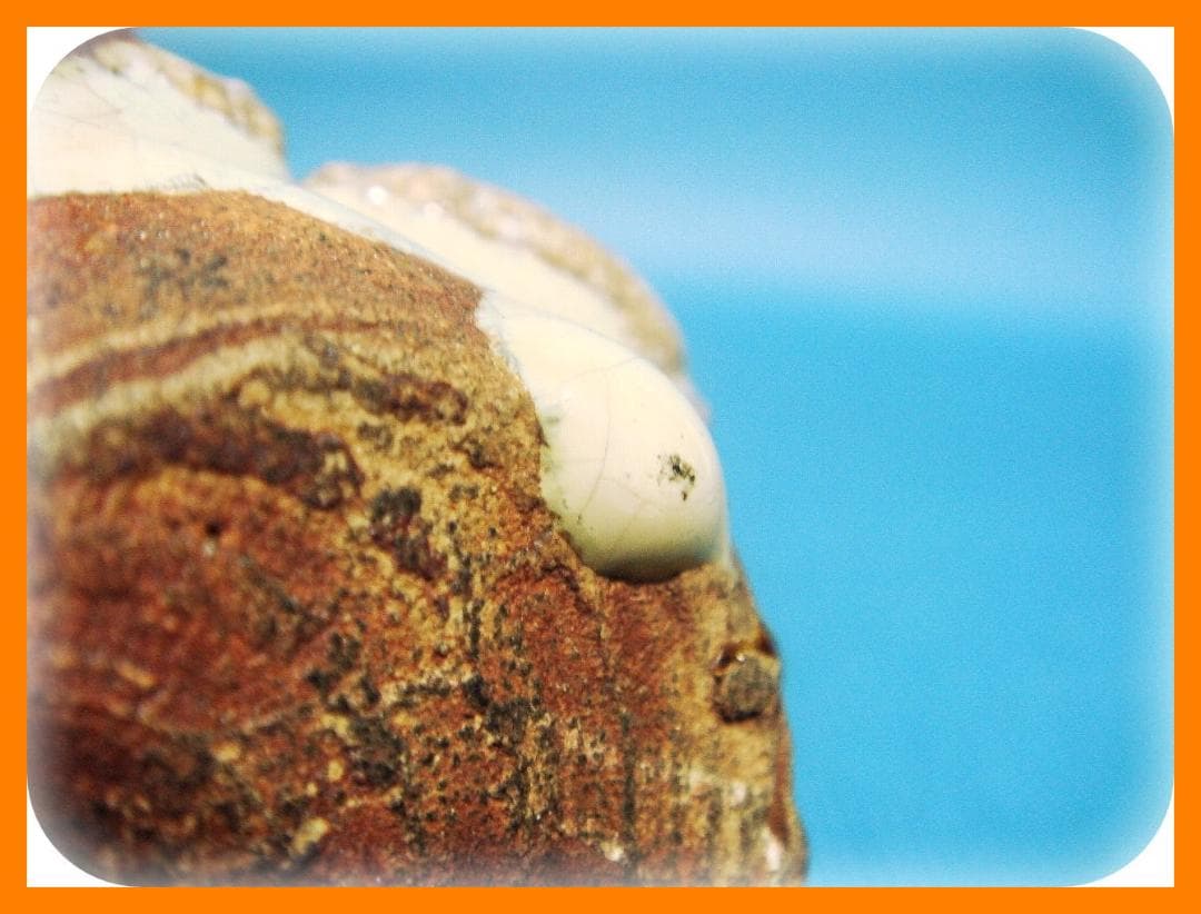 370『蟹 水滴』陶器 /骨董品 古美術 アンティーク 古玩 アンティーク