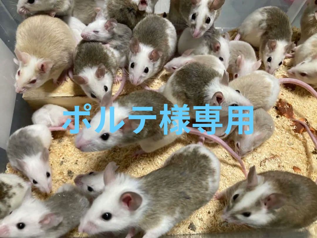 【冷凍】ヤワゲネズミ　Mサイズ20〜40ｇ　５0匹セット【エサ用】 冷凍ヤワゲネズミS【50g〜59g】 | Pay ID