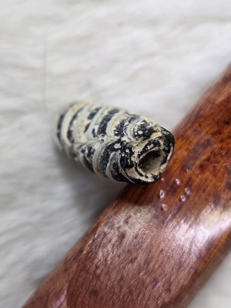 020蜻蛉玉 古いフェザー 黒と白のストライプ模様 ！