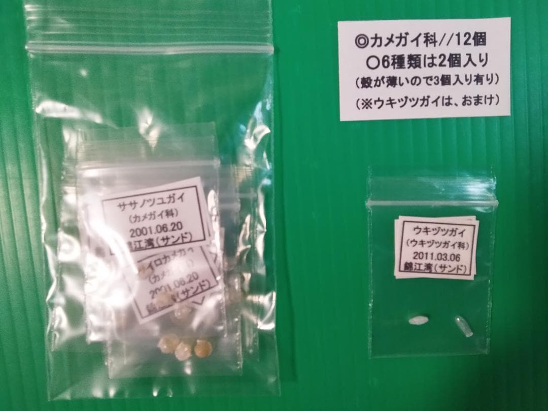 ケーキ様専用】クダマキガイ科・カメガイ科・ツクシガイ科全124個