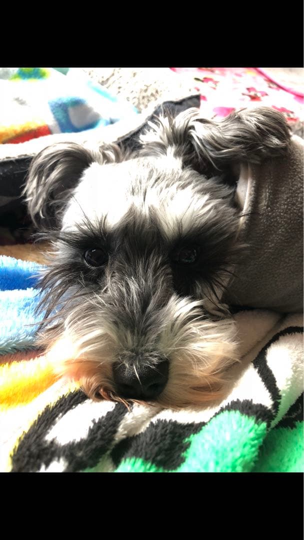 miniさま 確認用 その③ miniさま 確認用 その③ ルートZX mini