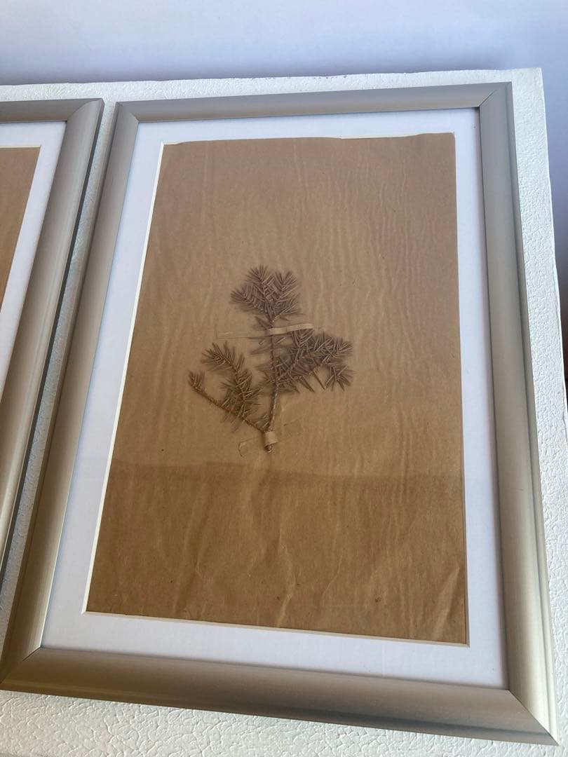 植物標本アルミフレーム ブロカントアトリエ蚤の市 ビンテージ