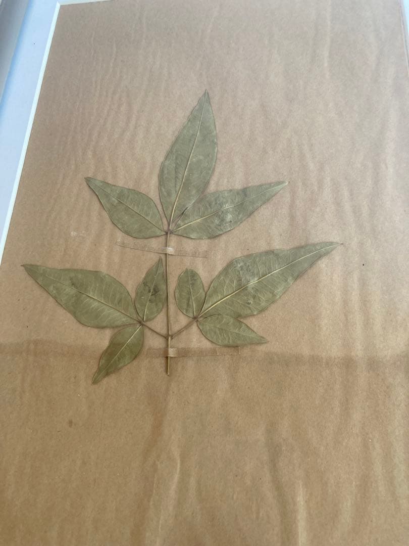 植物標本アルミフレーム ブロカントアトリエ蚤の市 ビンテージ