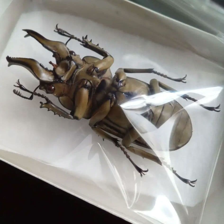 昆虫標本 ジャワオウゴンオニクワガタ 美麗標本 希少種