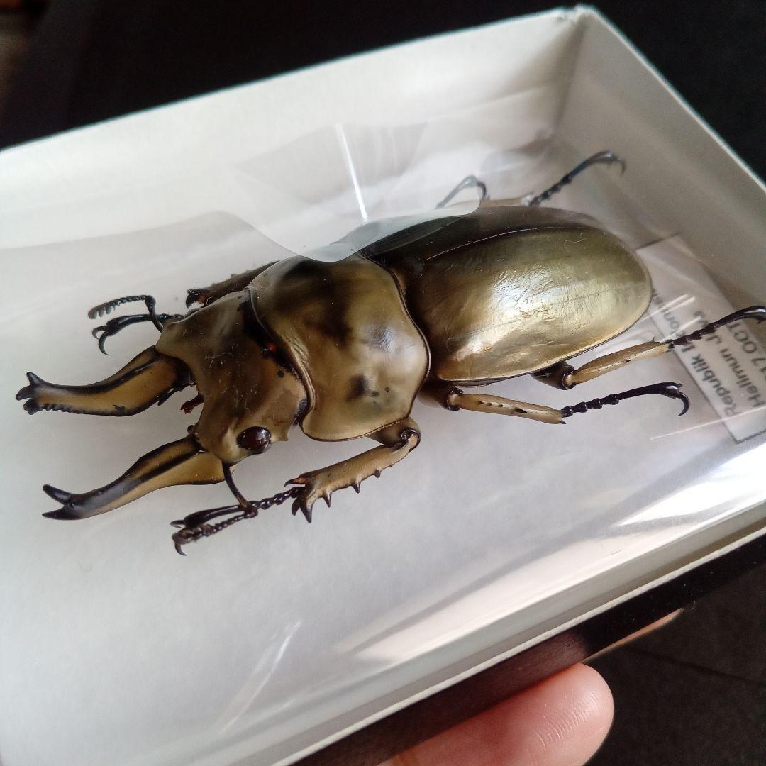 昆虫標本 ジャワオウゴンオニクワガタ 美麗標本 希少種