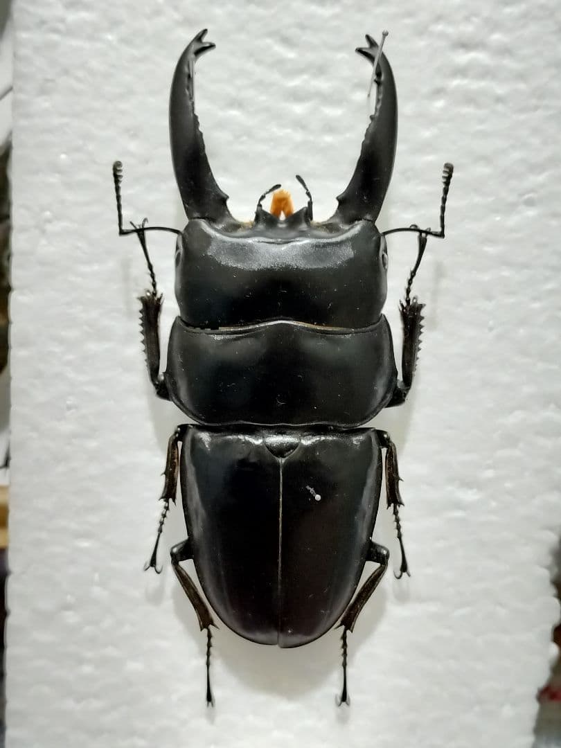 専用)ダイオウコウモリ