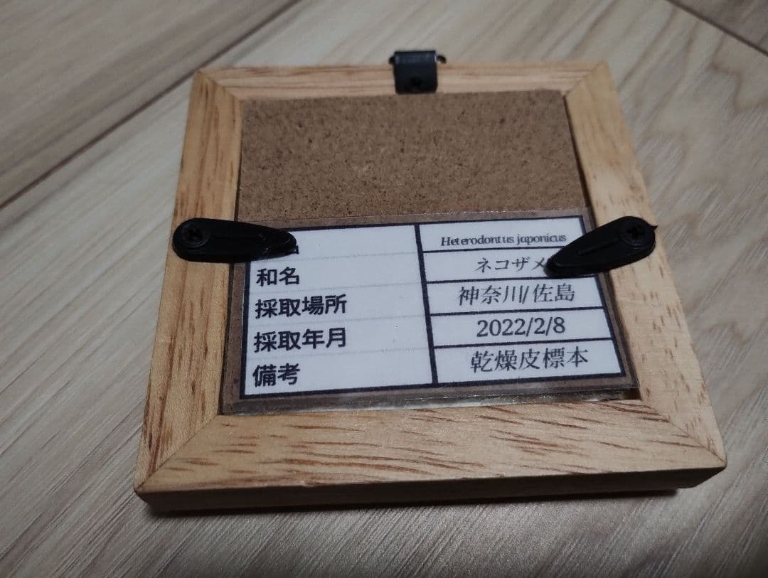 ネコザメ乾燥標本