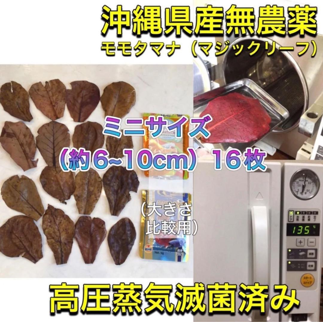 ミニサイズ 16枚 高圧蒸気滅菌済み沖縄県産無農薬モモタマナ - メルカリ