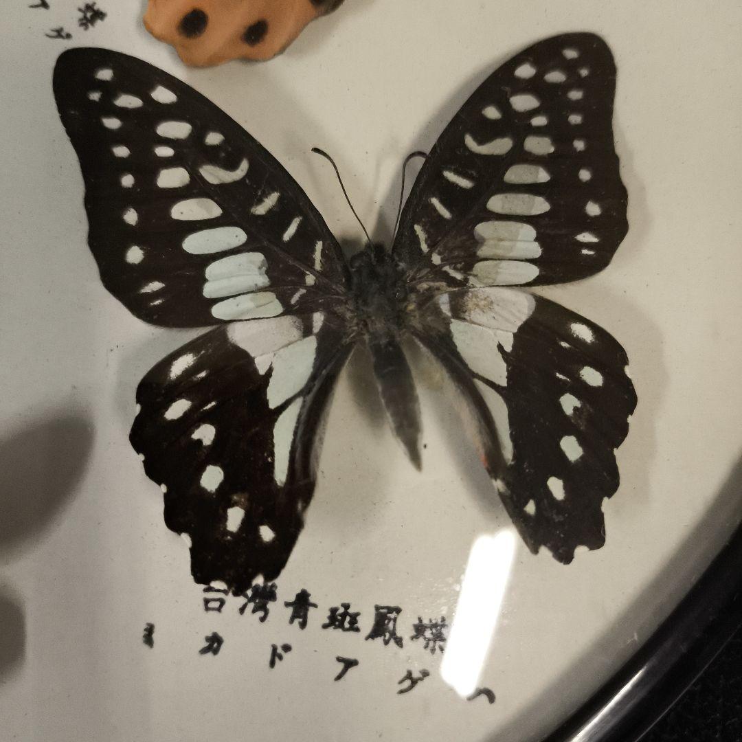 珍品☆アトラスオオカバマダラ＜ヨナグニサン＞ 標本 611☆他6種類