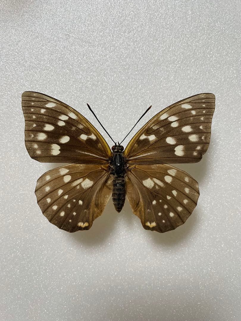 ペア】モルフォオオムラサキ（滋賀県産）