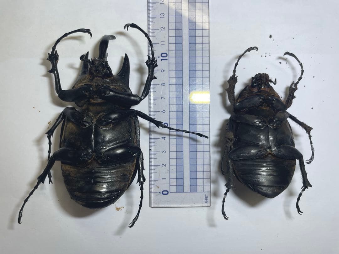 レックス(アクティオン)ゾウカブト 標本用 ♂118mm ♀82mm