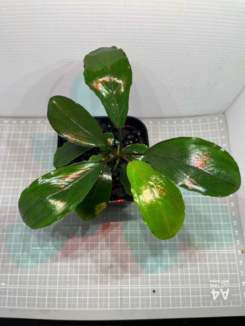 ブセファランドラ 写真のものすべて 水中葉 引退出品 ブセファランドラ