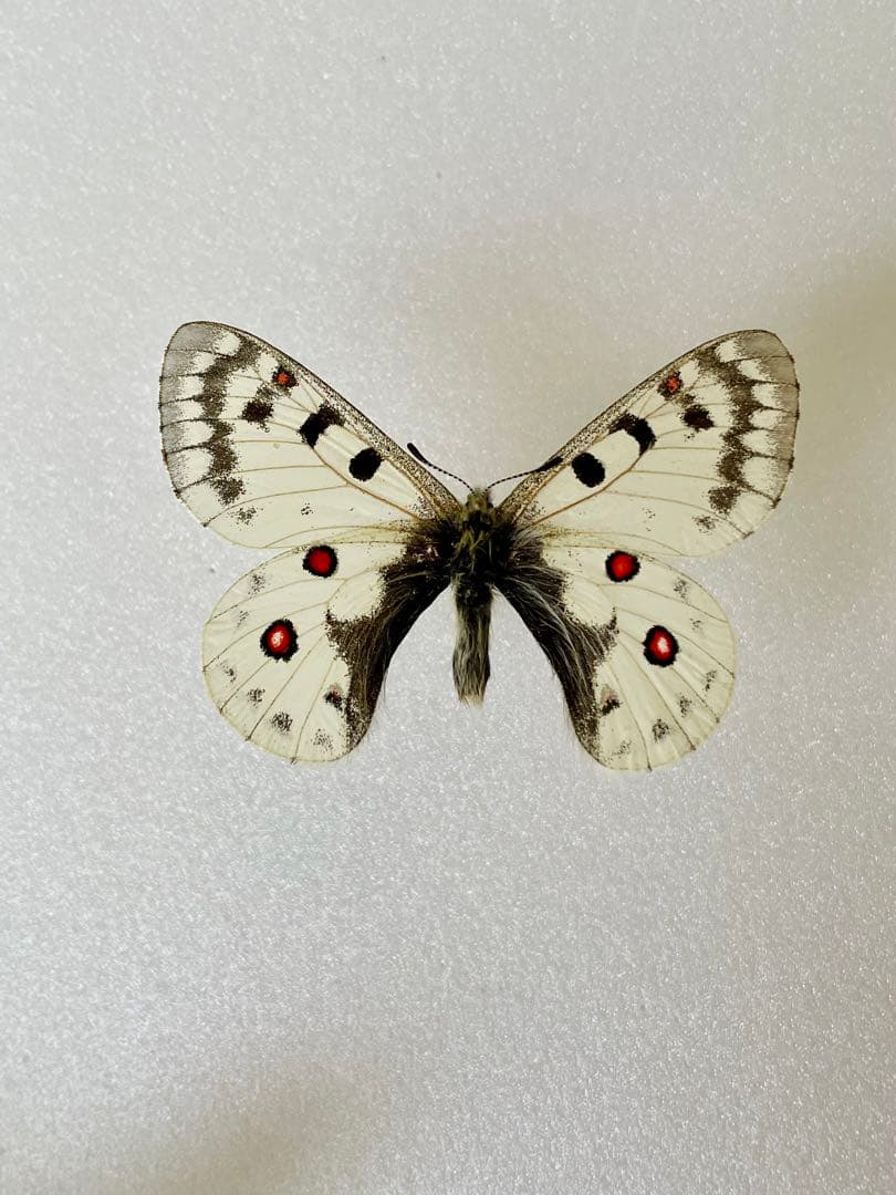 珍品1ペア】パルナシウス/P.Phoebus golobinus（アラスカ産）