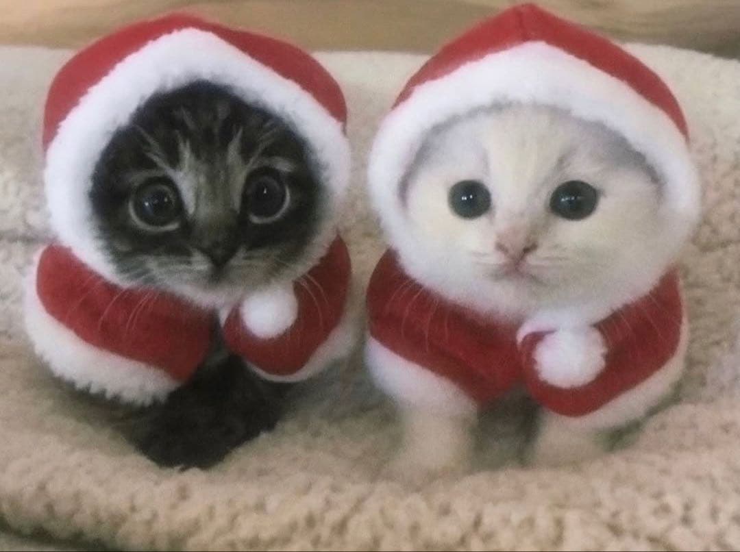 りるページ 91C0UObSNrL.jpg