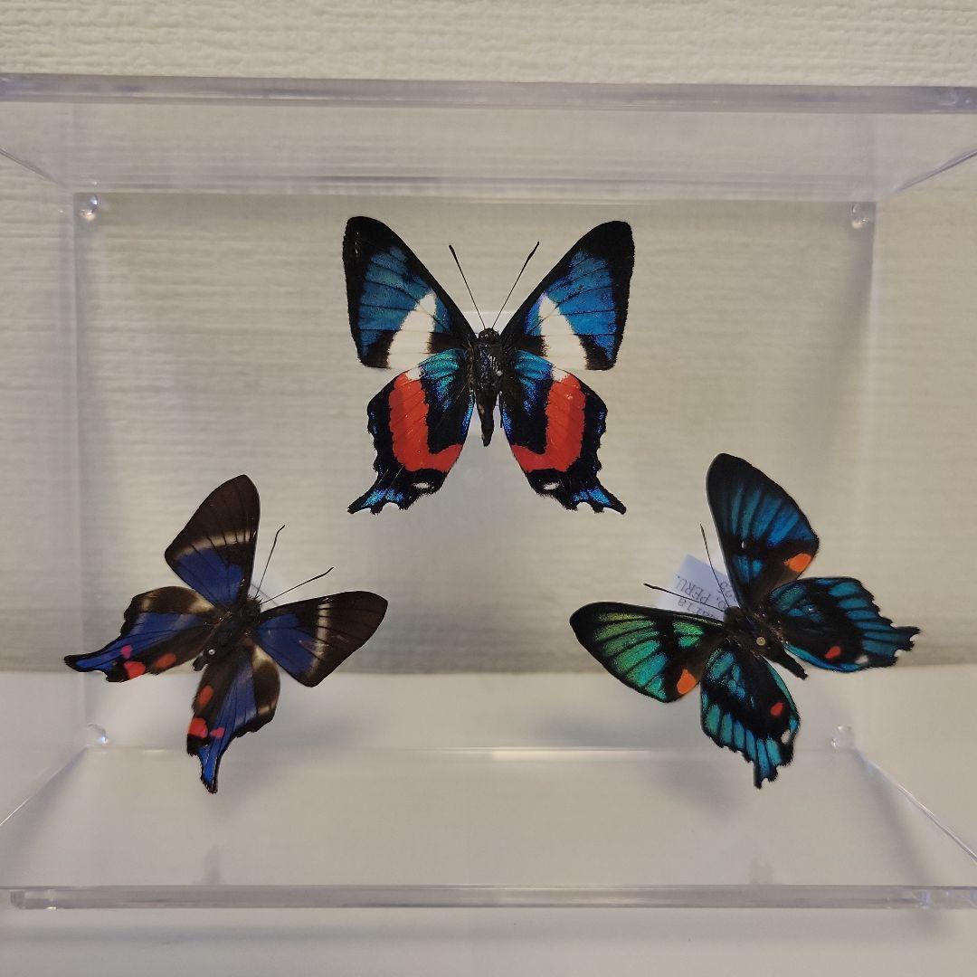 蝶の標本 ジャングルを舞う小さな宝石(珍A)