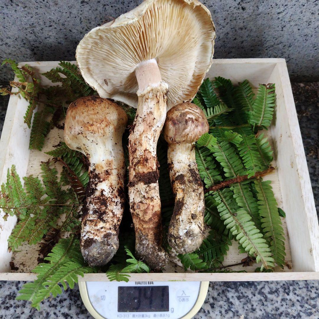 長野県産 松茸（開き）