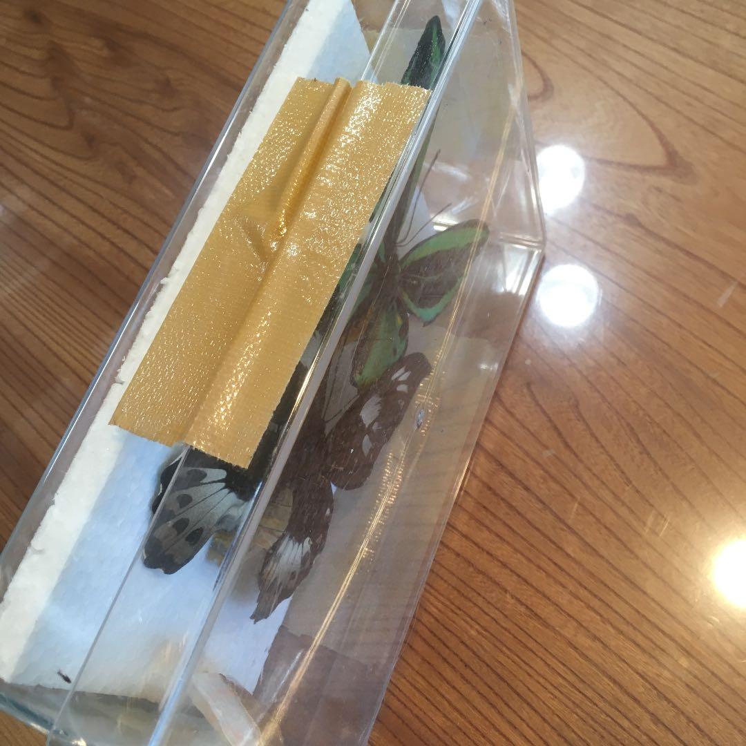 蝶のはくせい 標本 かなり大きい蝶です