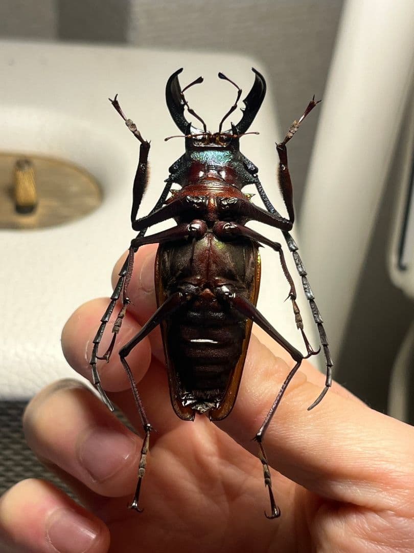 赤黄緑青】ルリオニカミキリ ムラサキオニノコギリカミキリ キンオニ