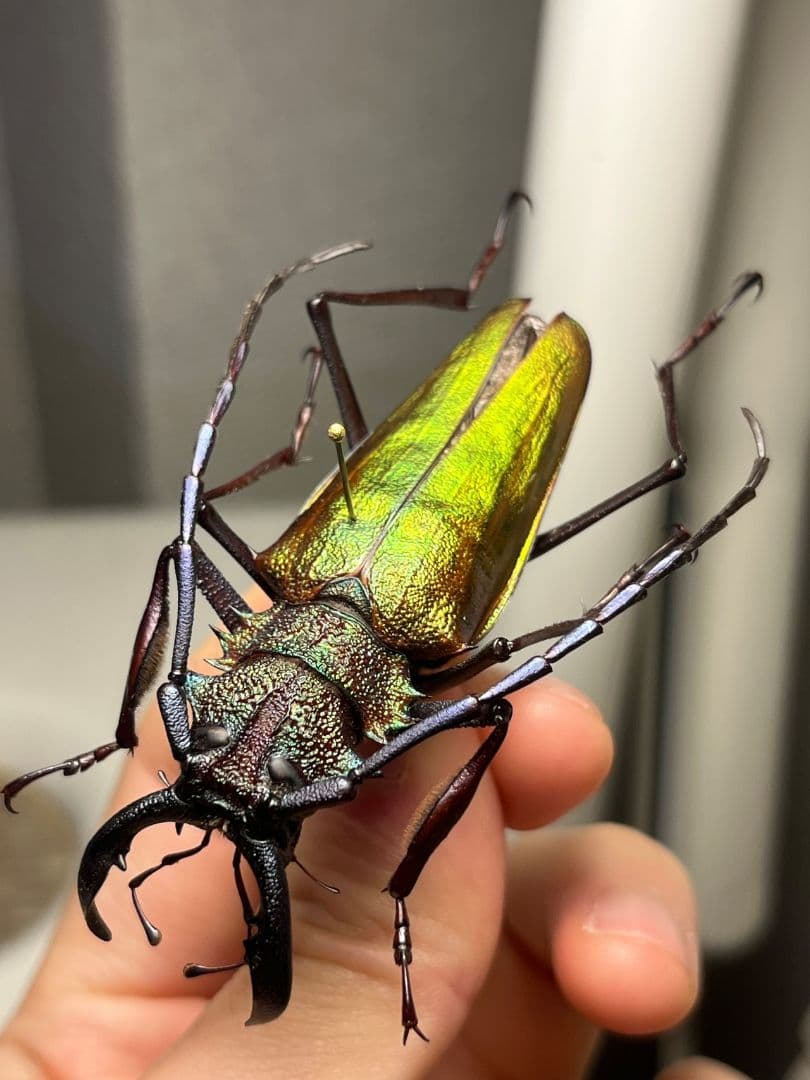 赤黄緑青】ルリオニカミキリ ムラサキオニノコギリカミキリ キンオニ標本