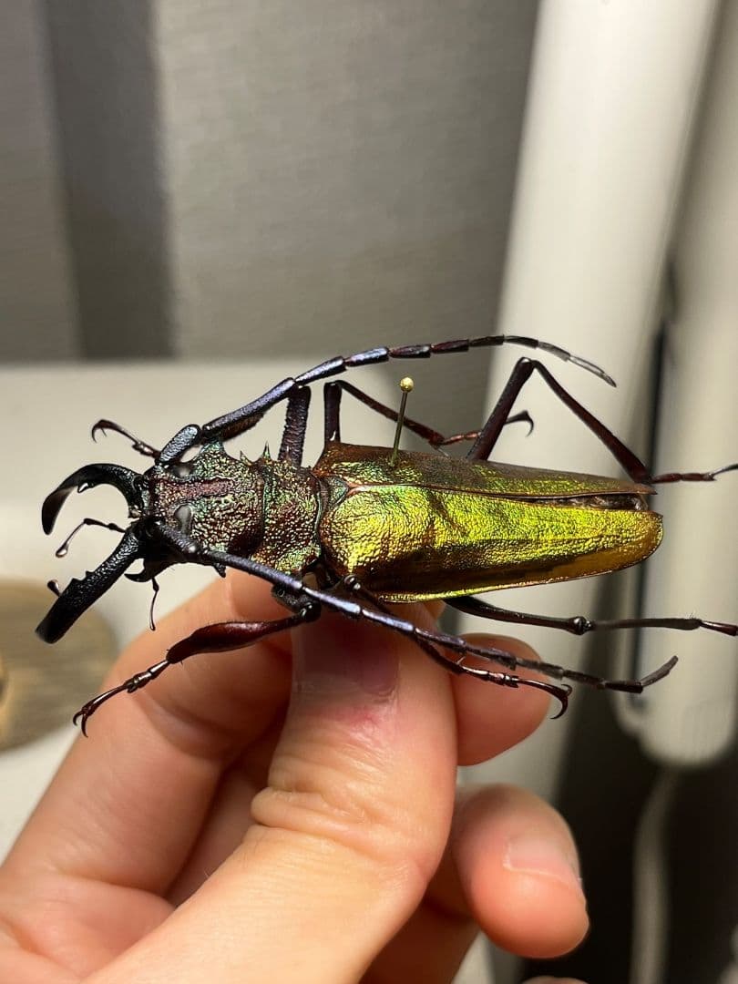 赤黄緑青】ルリオニカミキリ ムラサキオニノコギリカミキリ キンオニ標本