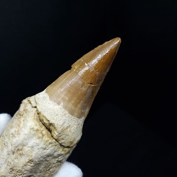 美品 歯根付き モササウルス 化石 本物 モロッコ産 85.40mm mos9