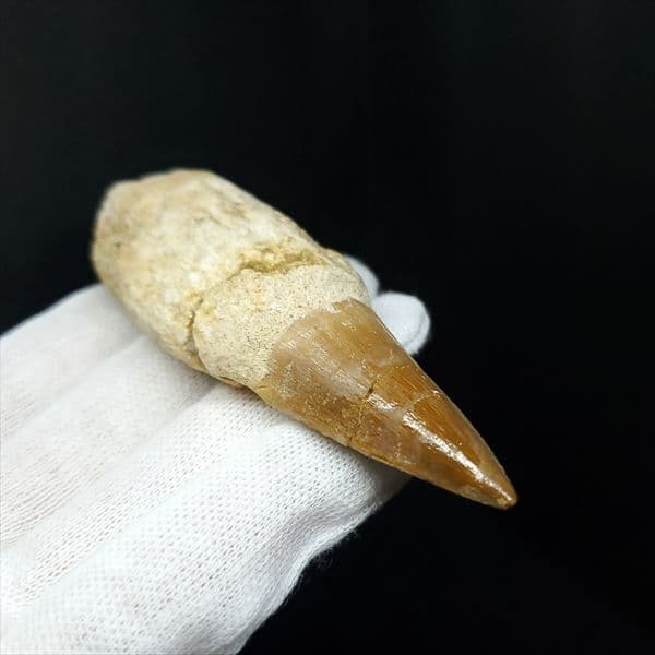 美品 歯根付き モササウルス 化石 本物 モロッコ産 85.40mm mos9