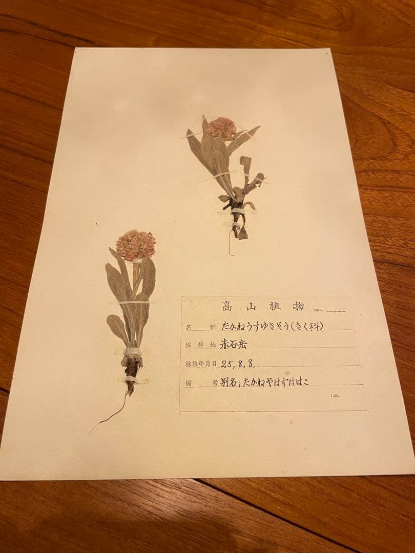 アンティーク 植物標本 高山植物 全57種