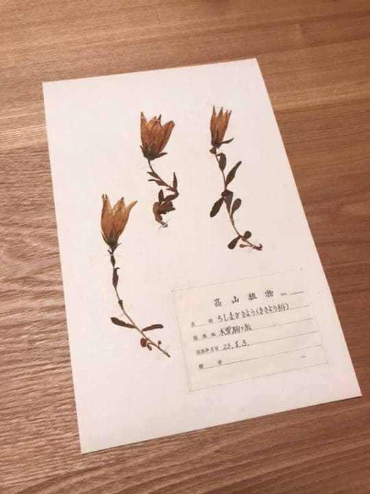 アンティーク 植物標本 高山植物 全57種