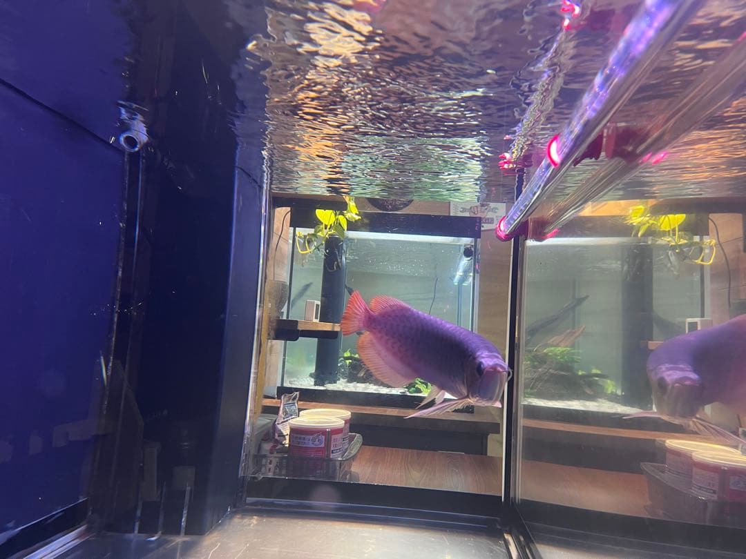 週末セール❗️アロワナ マインLEDライト 120㎝水槽用