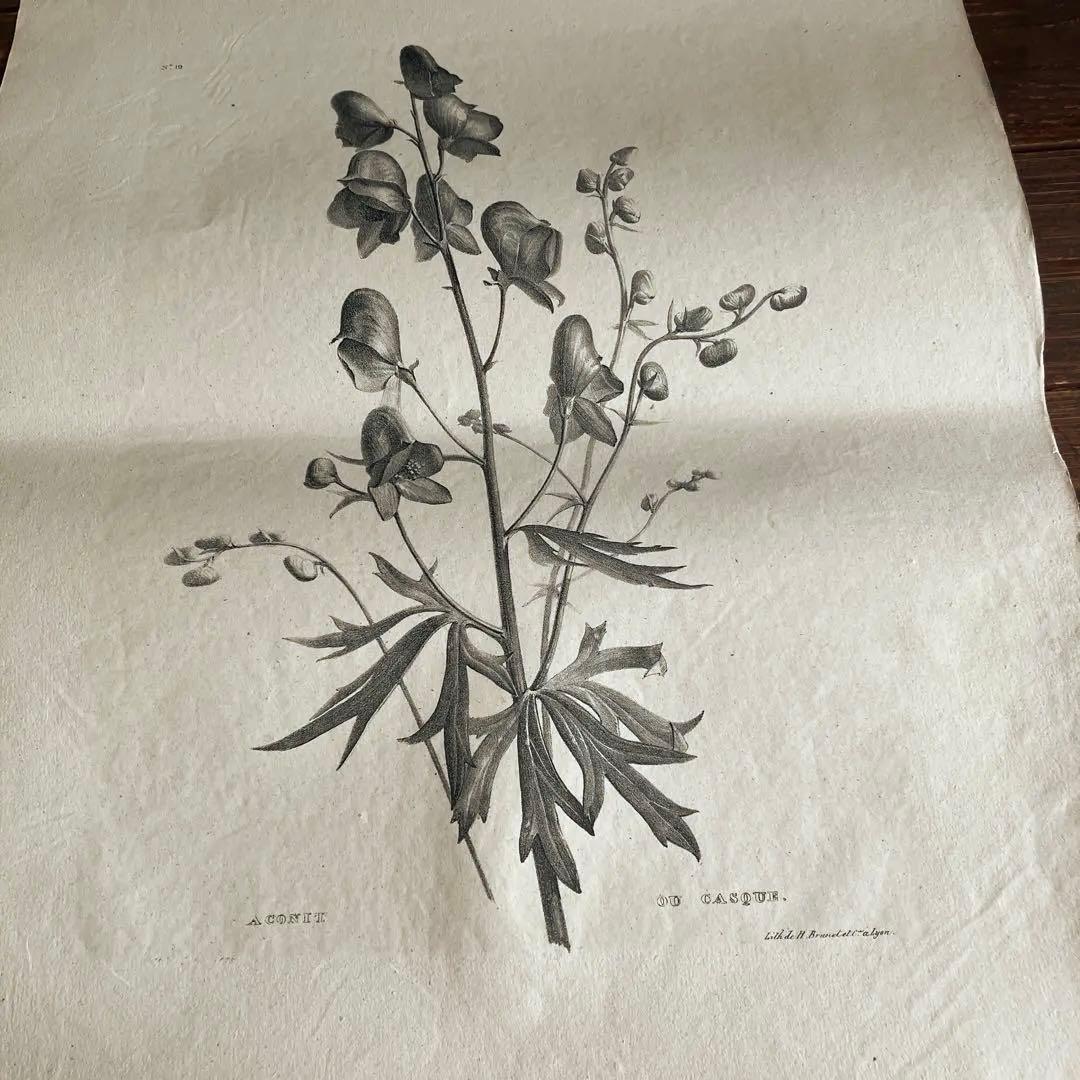 1825年フランスアンティークリトグラフ フランスアンティーク版画 植物
