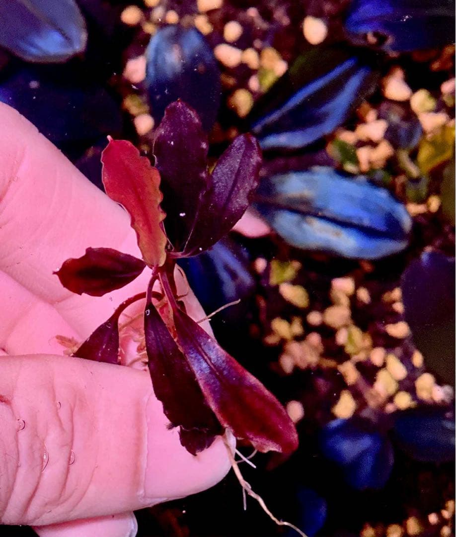 ブセファランドラ ブラウニーゴースト2011-2012ナカモト1株