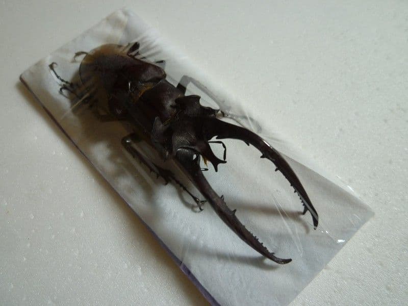 ヘルマンミヤマクワガタ♂/L.hermani/江西省.九江産/83.5mm - メルカリ