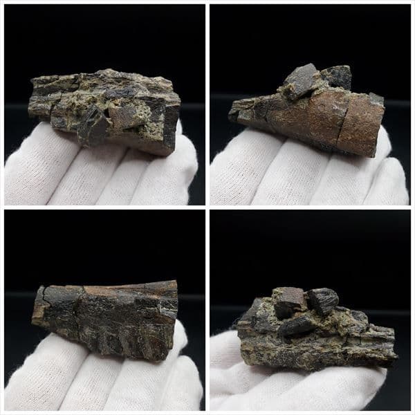 博物館級 ヒパクロサウルス 顎 化石 恐竜 本物 175.67mm fr27