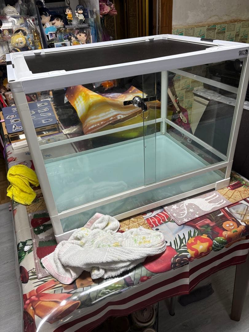 特コレクションシリーズ激レアOrnithoptera tithonus ssp.