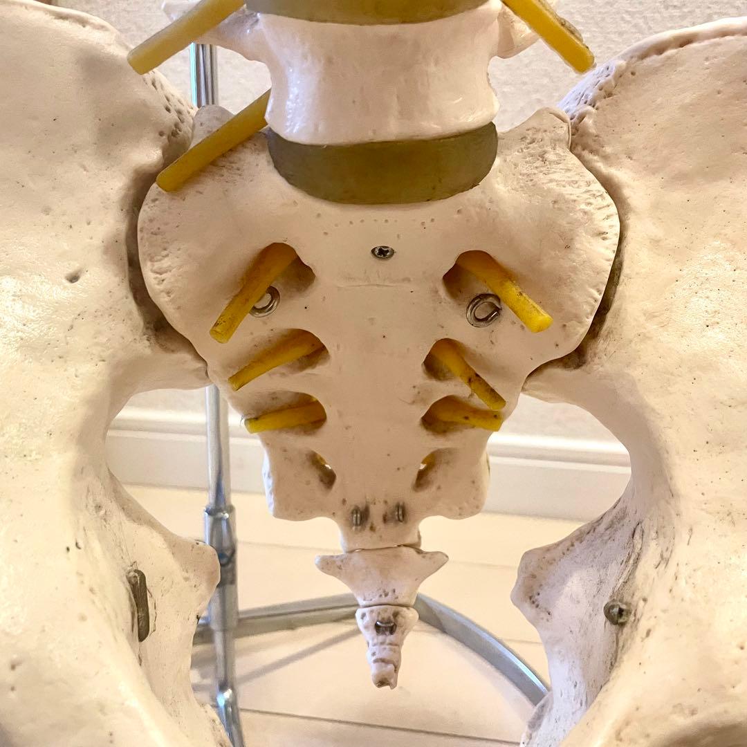 脊柱模型90cm 骨格標本 スタンド付き 人体模型 カイロ 整体 整骨院 鍼灸